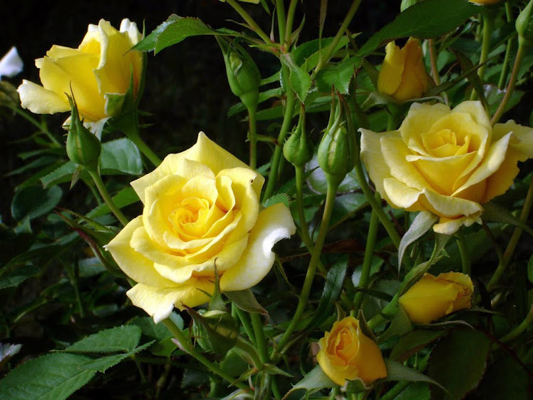 Rosas lindas