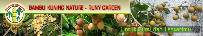 BAMBU KUNING NATURE - RUNY GARDEN