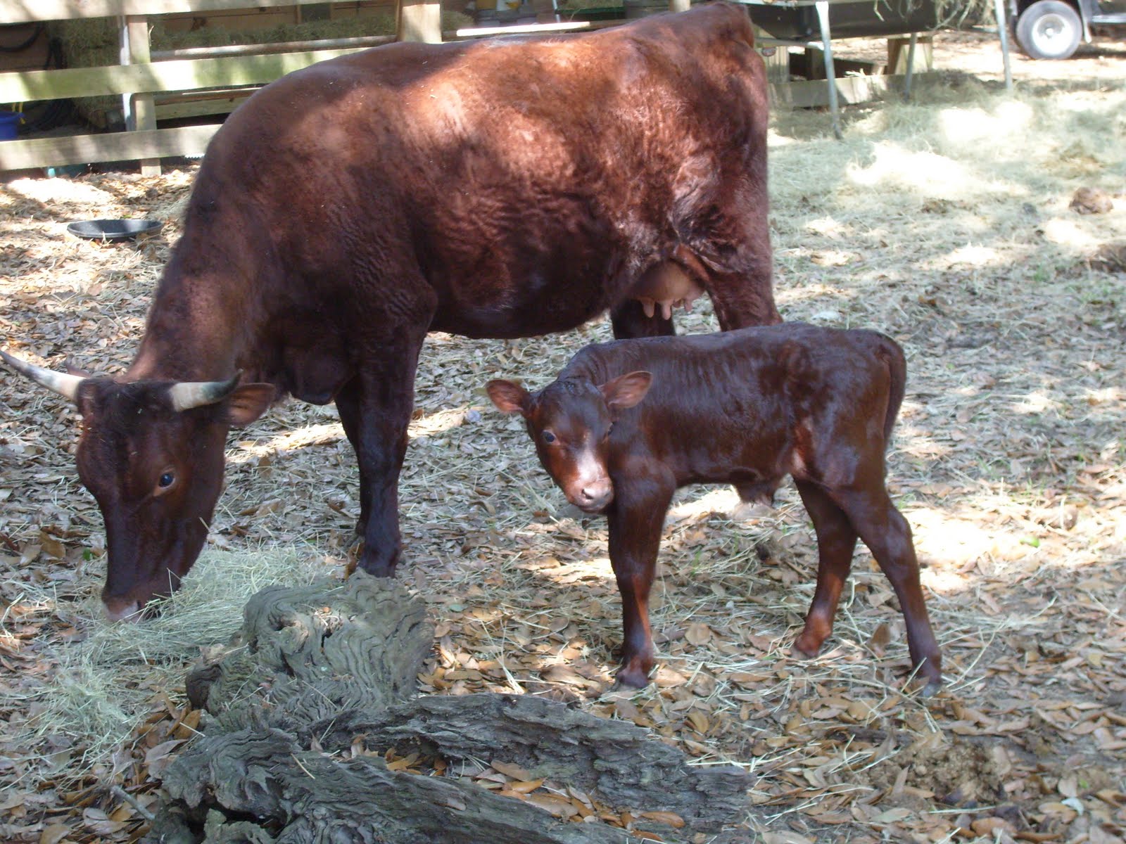Male Cow
