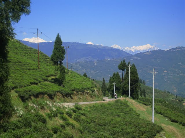  Tea Garden of Nepal - Ilam