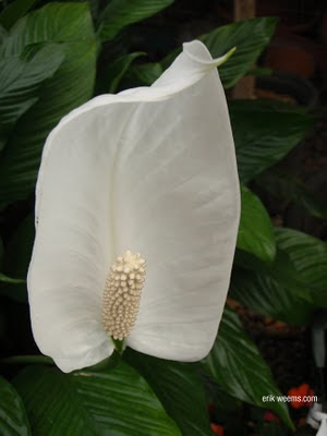 Calla Lilly