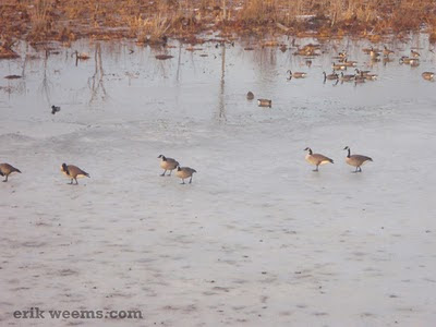 Ducks on ice James River