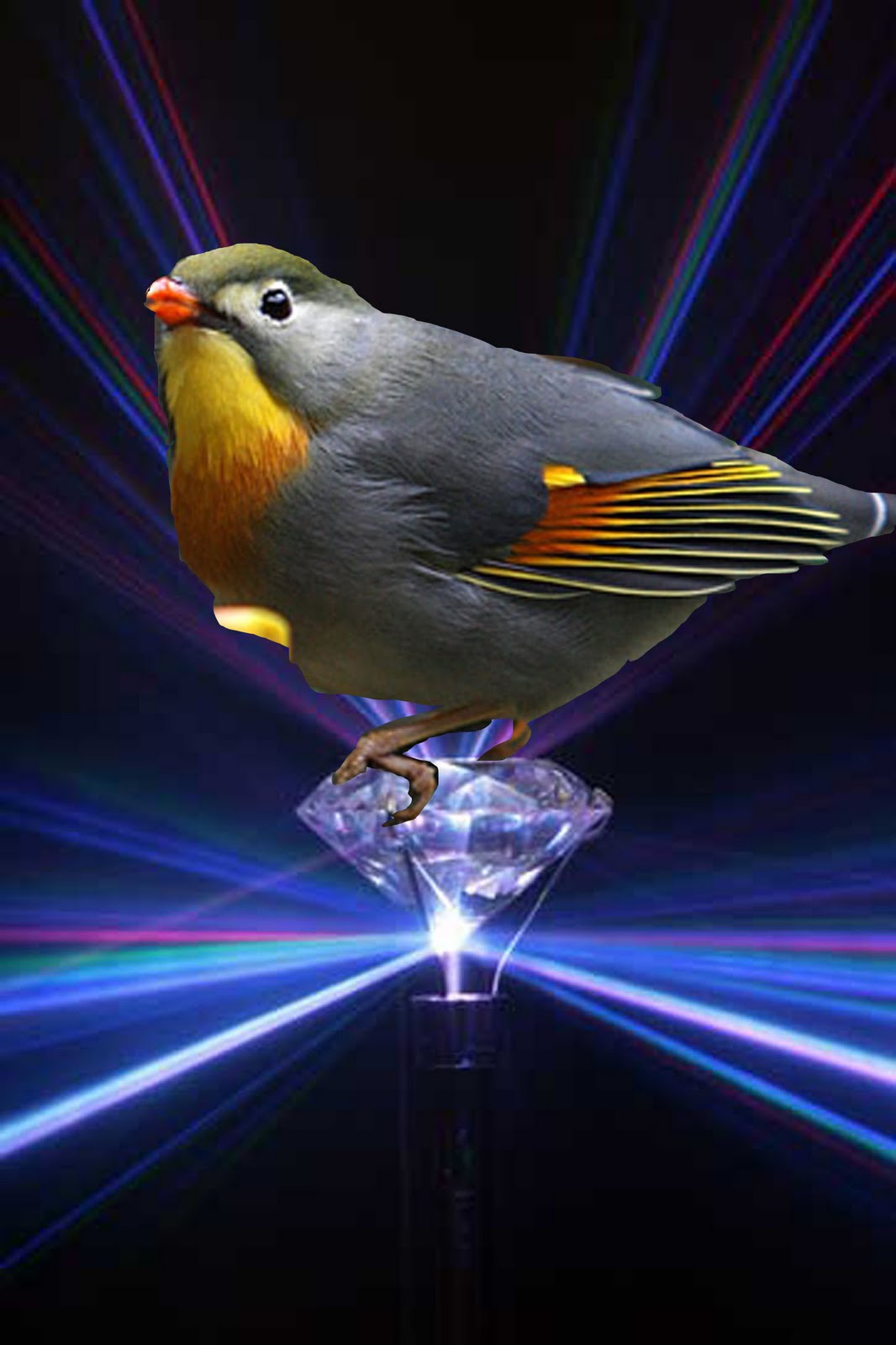 [diamond+bird.jpg]