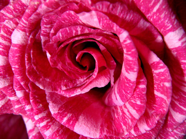 HOCUS POCUS ROSE PLANT hocus pocus rose plant: