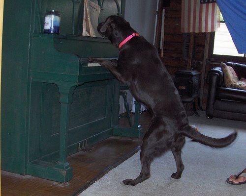 [dog+playing+piano.jpg]