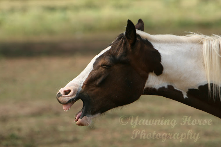 a yawning horse