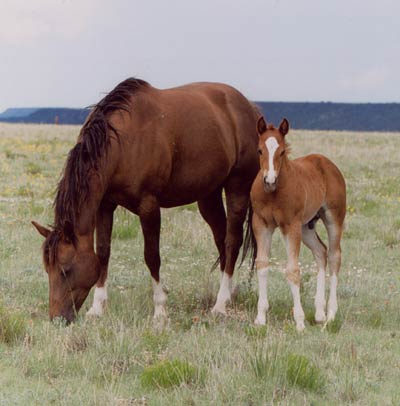 Mommy and babie horse