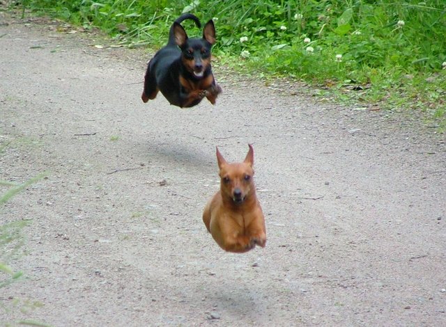 FLYING DOGS!!!! WOW!!!!!!
