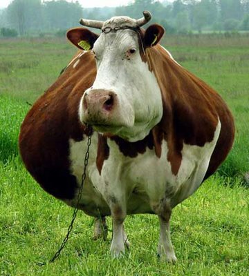 that is one fat cow