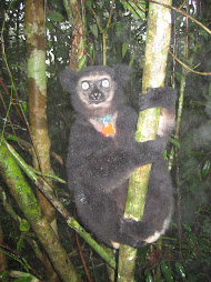 Indri indri