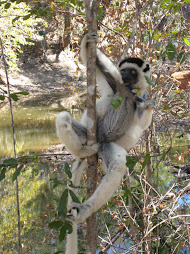 Verreaux's sifaka