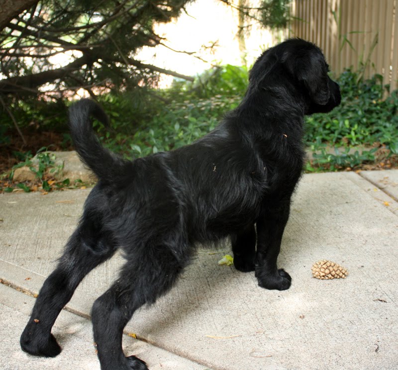 rottle puppies 13 week rottle puppy rottweiler standard poodle hybrid puppy rottle puppies 13 week rottle puppy rottweiler standard poodle hybrid puppy