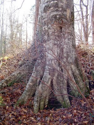 Special Tree
