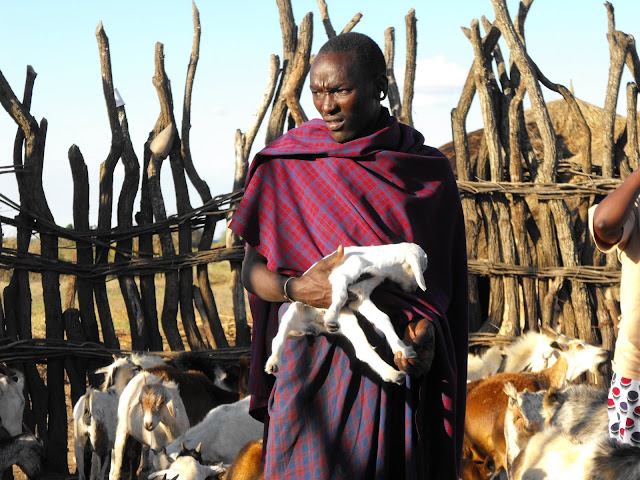 11 novembre - VETAID