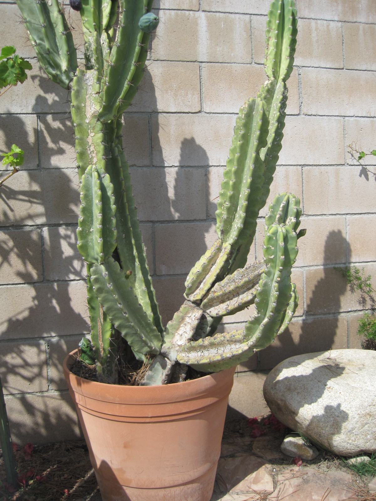 Cactus Potted