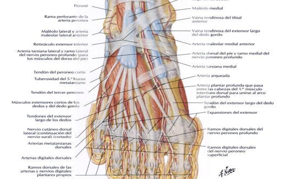 nOtas de AnatO ))•• GARGANTA DEL PIE