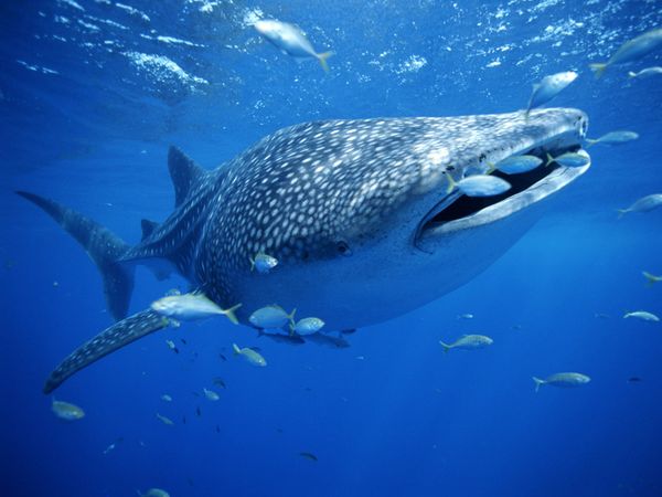 whale-shark_national-geographic.jpg