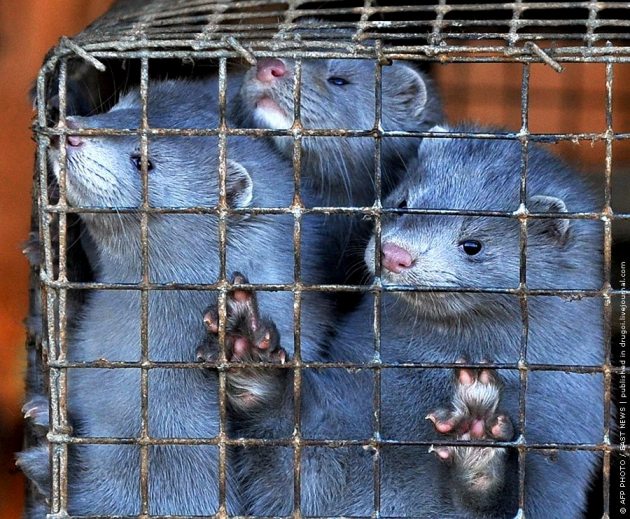 fur-farm-minks.jpg