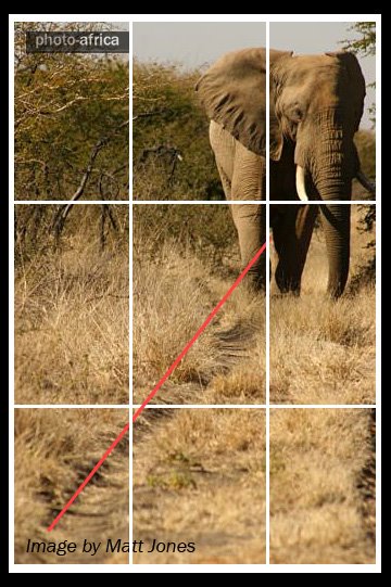 wallpaper honey badger vs elephant. honey badger vs bear. honey badger vs honey badger vs bear. wallpaper honey badger vs elephant. honey badger vs bear. honey badger vs