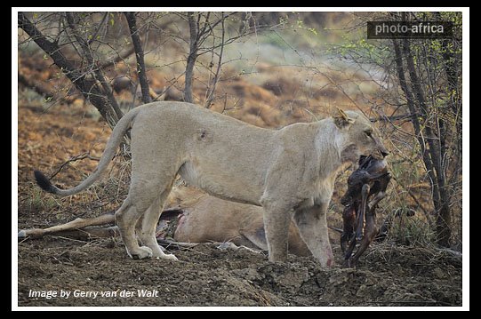 lion-antelope-foetus ماده شیر در حال لمس کردن شکم بز کوهی