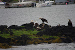 Eagle Convention - Young and Old