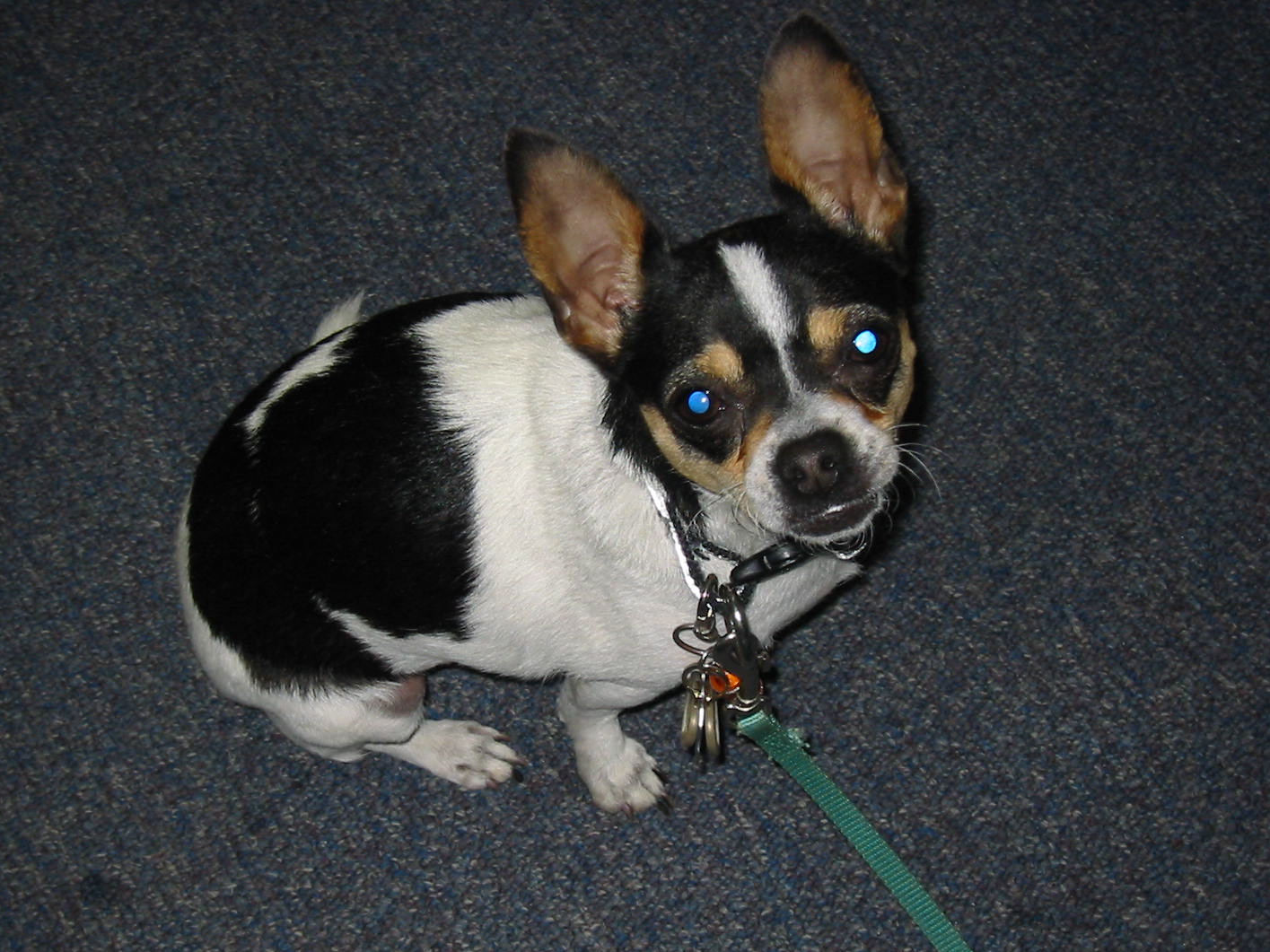 delta society therapy dogs