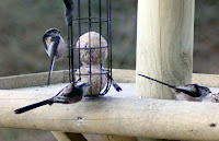 Long Tailed Tits