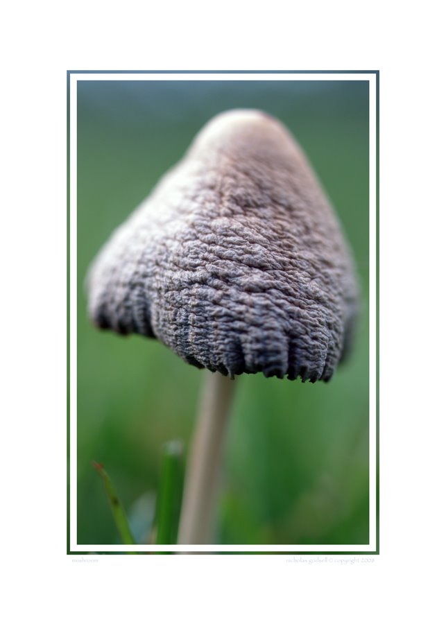 [Mushroom+01.jpg]