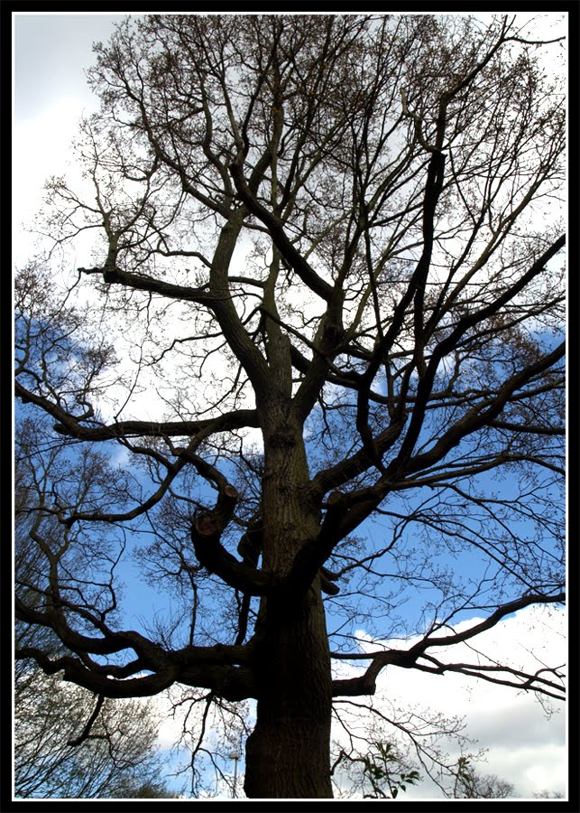 [Stripy+Tree+01.jpg]