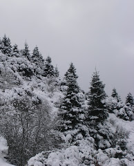 Pinsapar (grazalema)