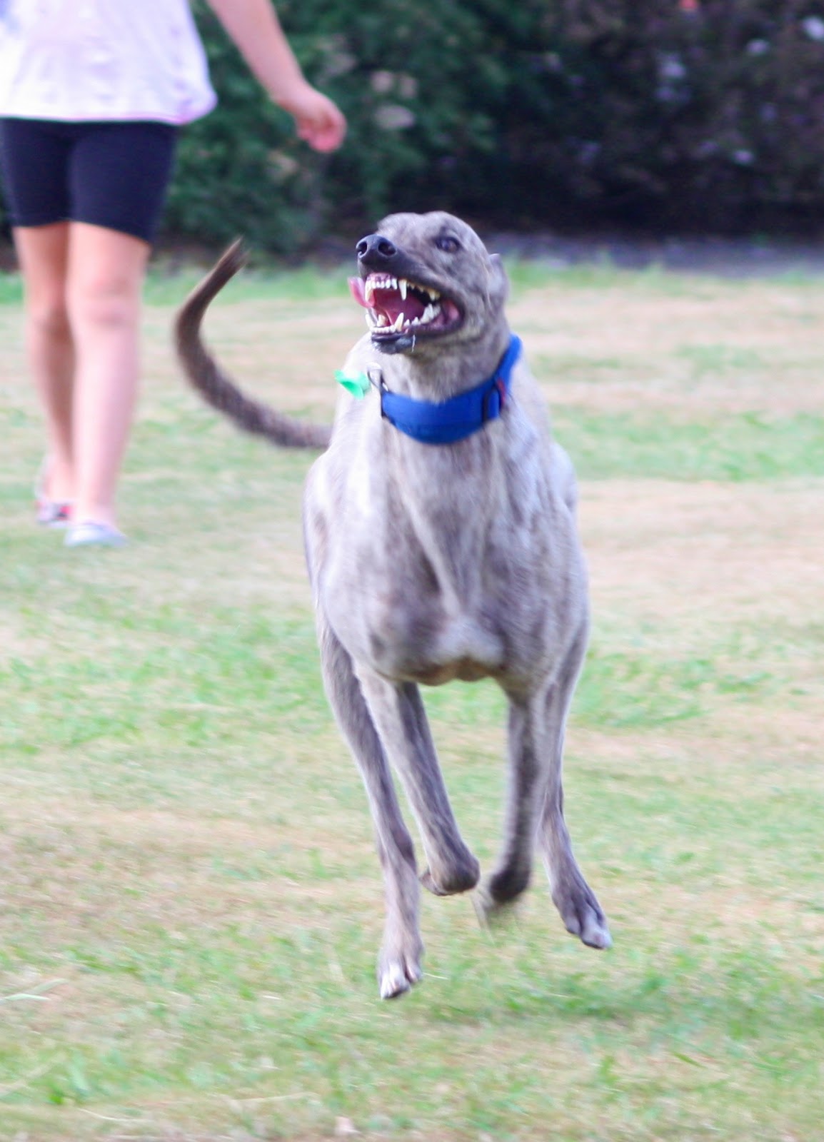 Are Greyhounds Dangerous