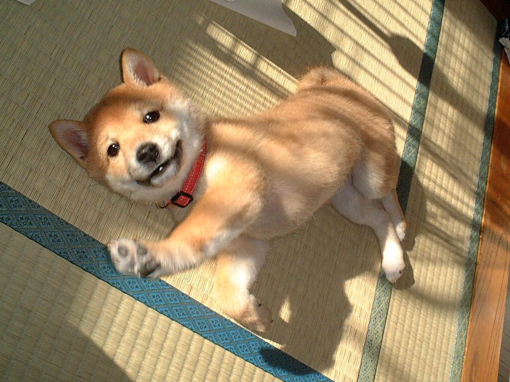 Japan Dog