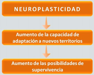 neuroplasticidad.jpg