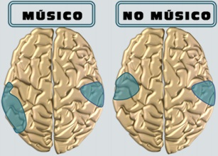 cerebro musicos.jpg
