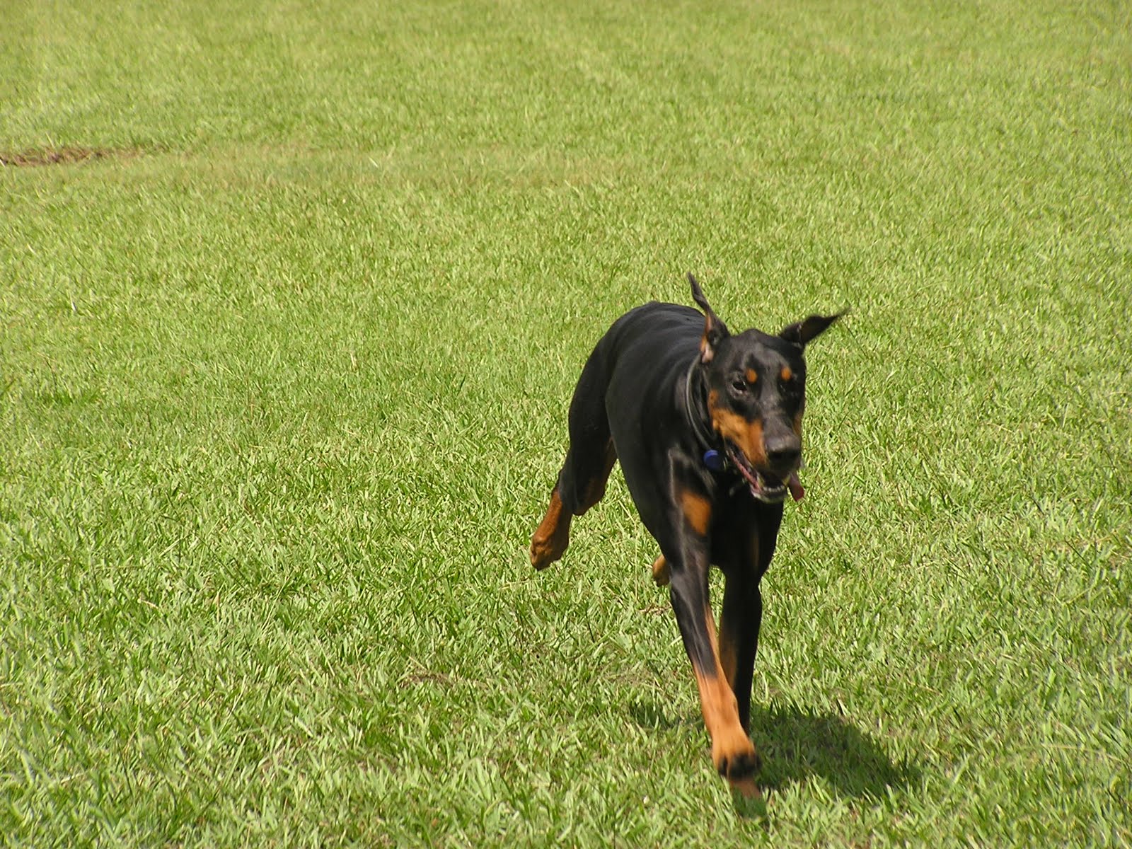 Dirty Dogs Have More Fun Dirty Dogs Get REALLY Dirty!