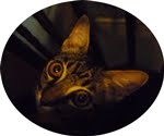 For Adoption: Otto