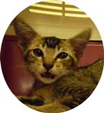 For Adoption: Fussie
