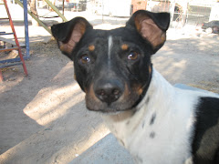 A love/hate relationship with the dogs...