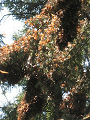 Monarchs "hanging out"