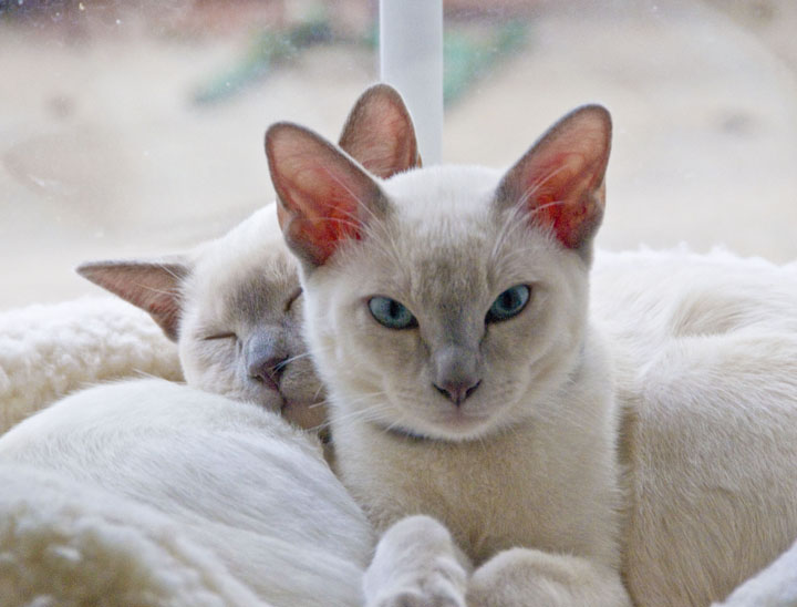[El+Gatito+(frt)+and+Mr.Wiggley_1a.jpg]