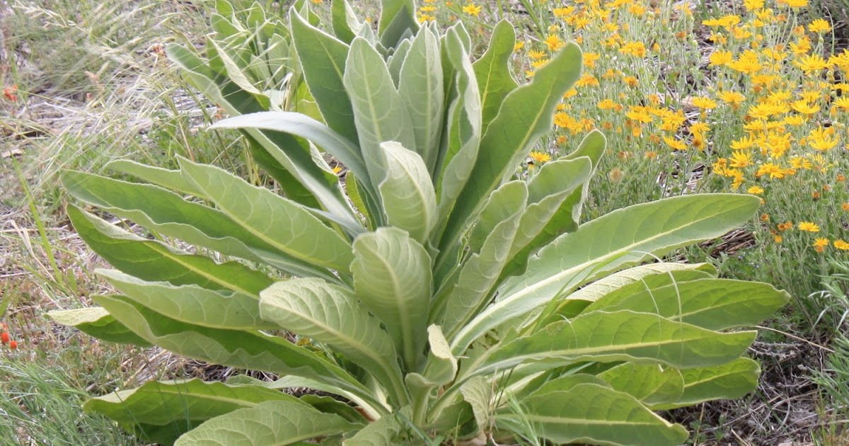 oklahoma tinctoria The Great Mullein