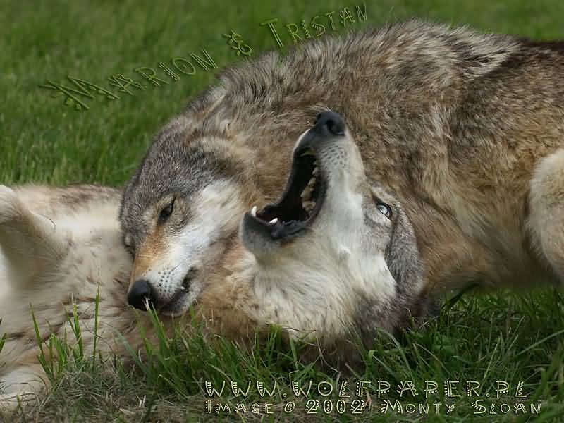 [Marion_laying_on_Tristan.jpg]