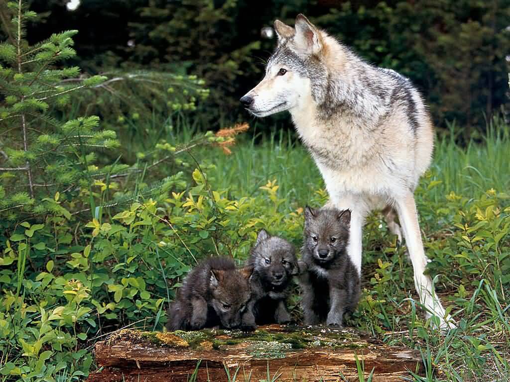 [gray+wolf+with+3+wolf+pups.jpg]