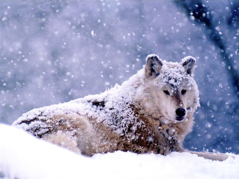 [winter+snowed+in+wolf.jpg]