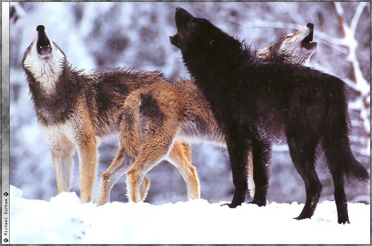 [3+wolves+howling.jpg]