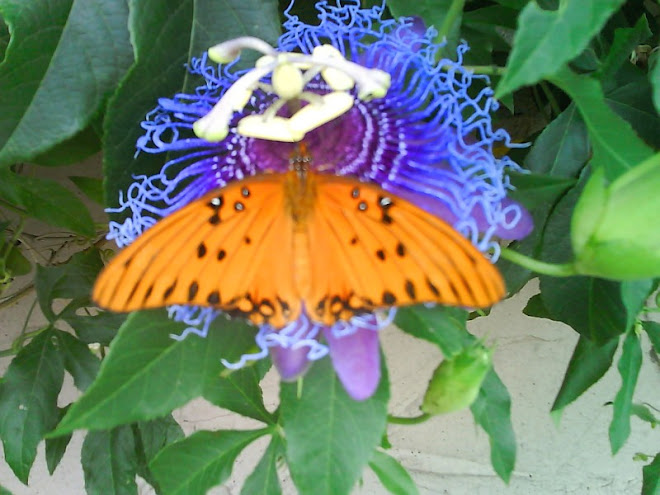 BUTTERFLY ON PASSION FLOWER