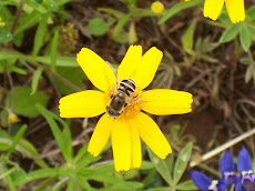 BEE ON YELLOW FLOWER