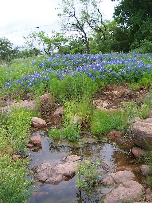 WATER AND WILDFLOWERS