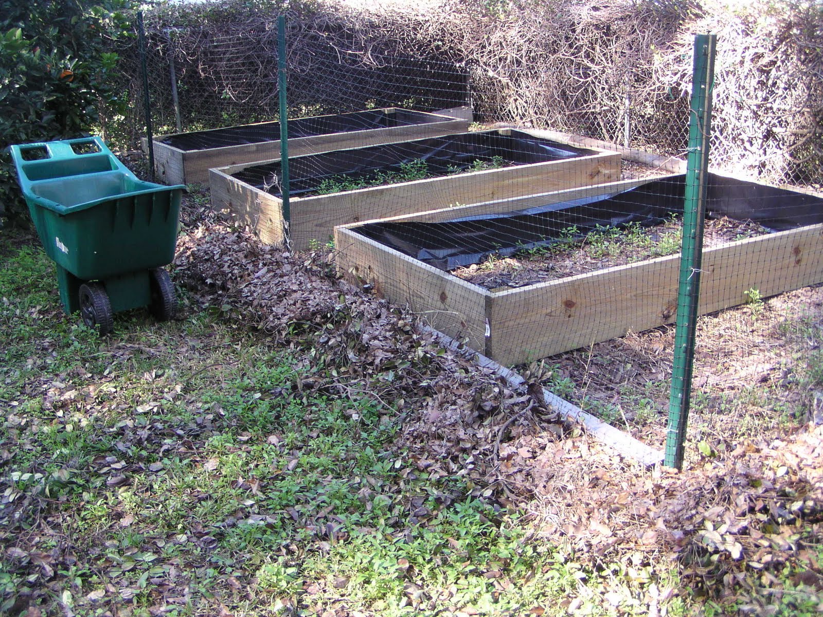 Florida Gardening Zone 9 Three 4 x 8 raised beds. Pressure Treated
