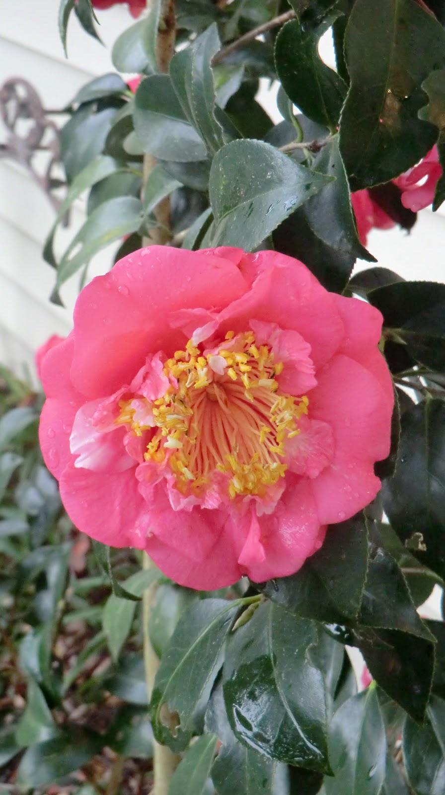 Florida Gardening Zone 9 Camellia in February